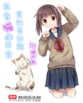 猫咪日常视频